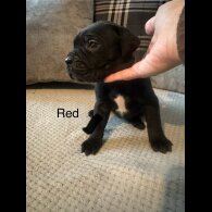 Cane Corso - Both