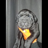 Cane Corso - Both