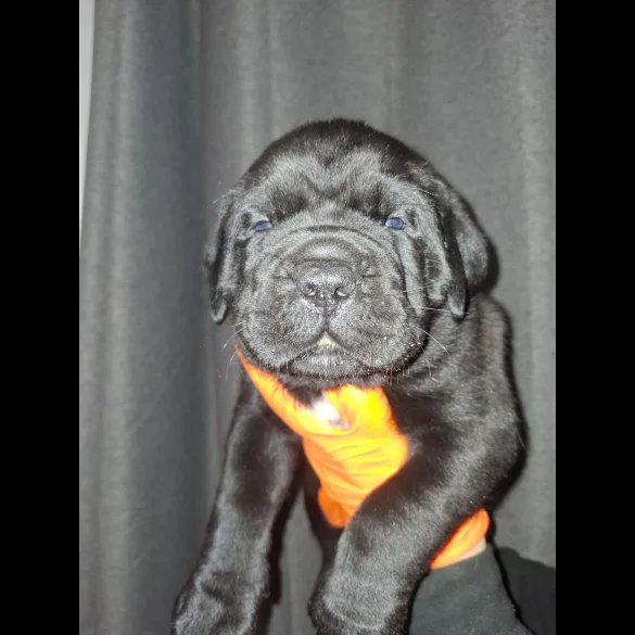 Cane Corso - Both