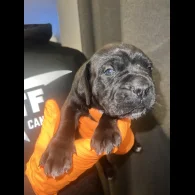 Cane Corso - Both