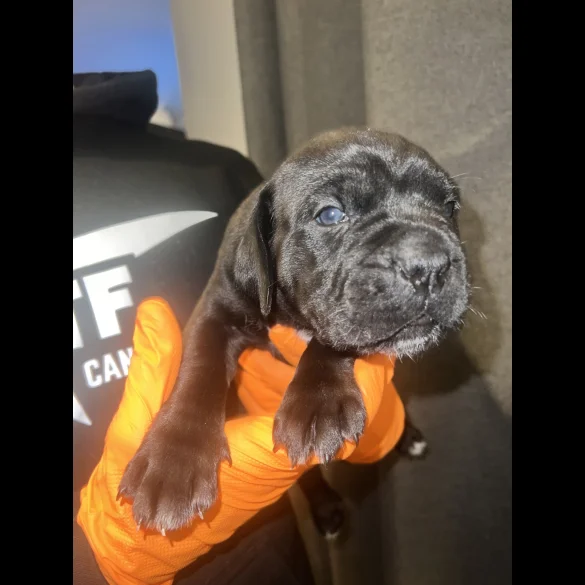 Cane Corso - Both