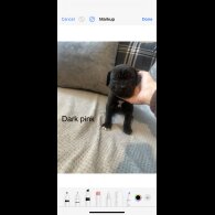 Cane Corso - Both