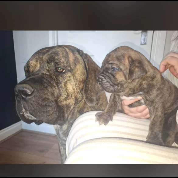 Cane Corso - Both