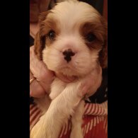 Cavalier King Charles Spaniel - Both