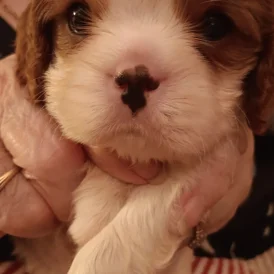 Cavalier King Charles Spaniel - Both