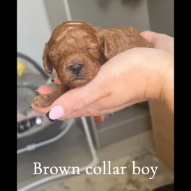 Cavapoo - Both