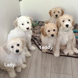 Cavapoo - Both