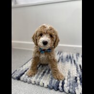 Cavapoo - Dogs