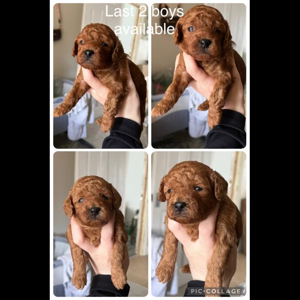 Cavapoo - Both