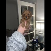 Cavapoo - Both