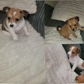 Mixed Breed - Dogs