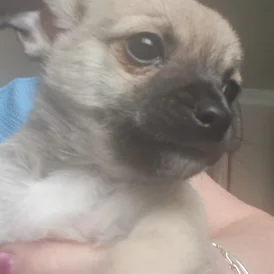 Chihuahua - Both