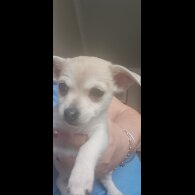 Chihuahua - Both