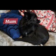Chihuahua - Both