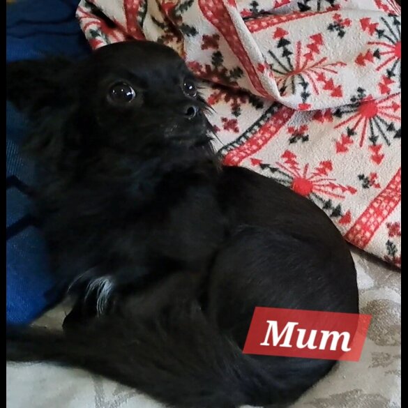 Chihuahua - Both