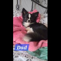 Chihuahua - Both