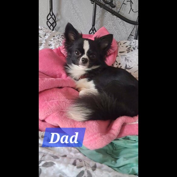 Chihuahua - Both