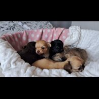 Chihuahua - Both