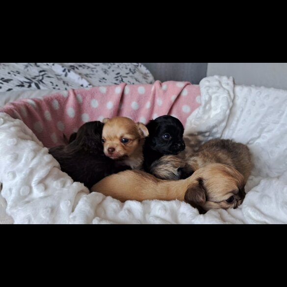 Chihuahua - Both