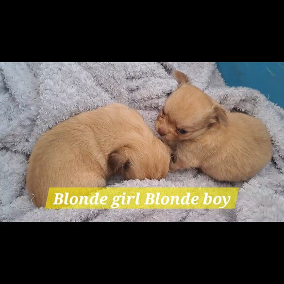 Chihuahua - Both