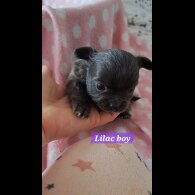 Chihuahua - Both