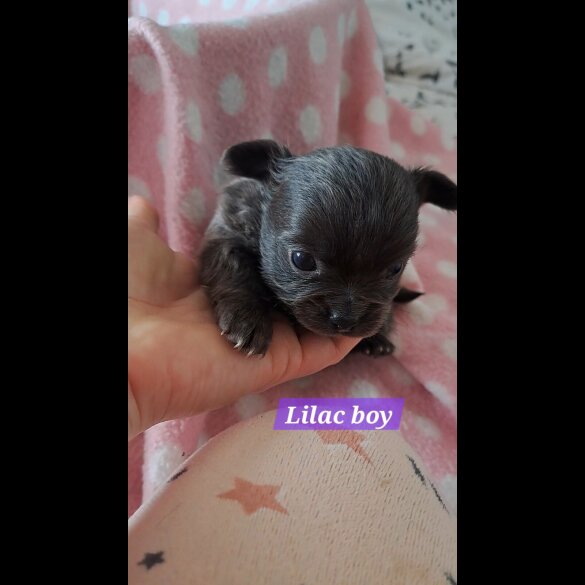 Chihuahua - Both