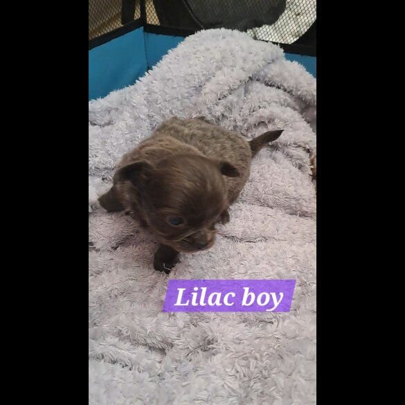 Chihuahua - Both