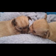 Chihuahua - Both