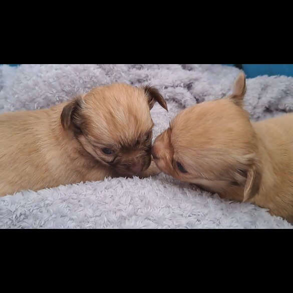 Chihuahua - Both