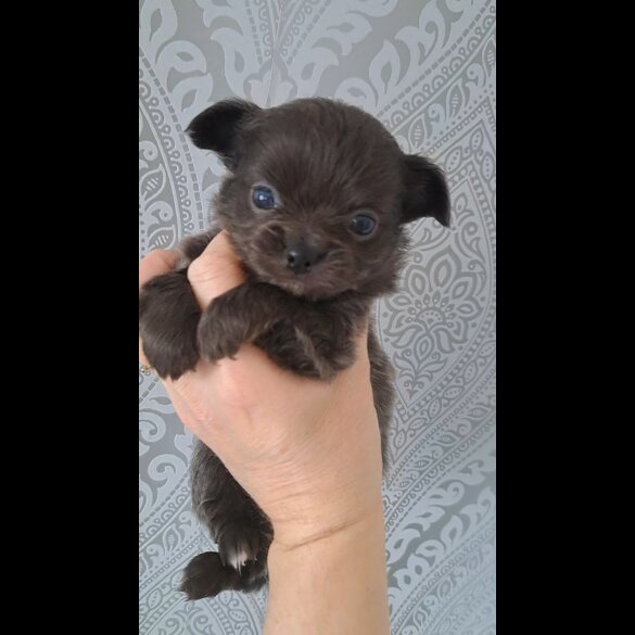Chihuahua - Both