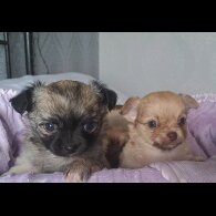 Chihuahua - Both