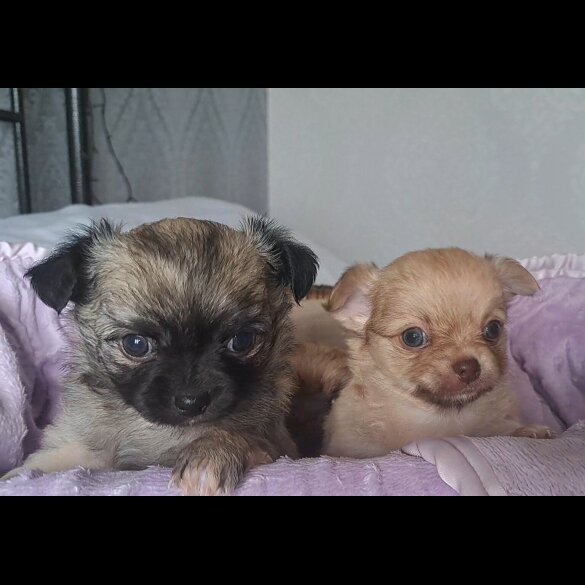 Chihuahua - Both