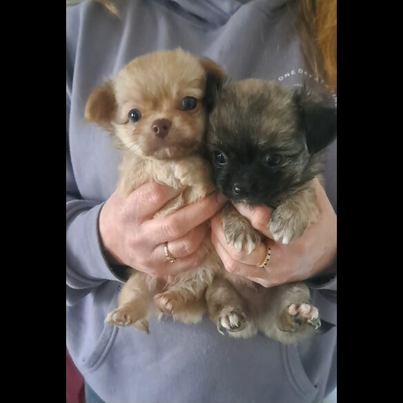 Chihuahua - Both