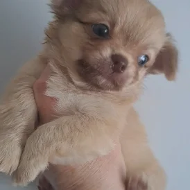 Chihuahua - Both