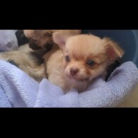 Chihuahua - Both