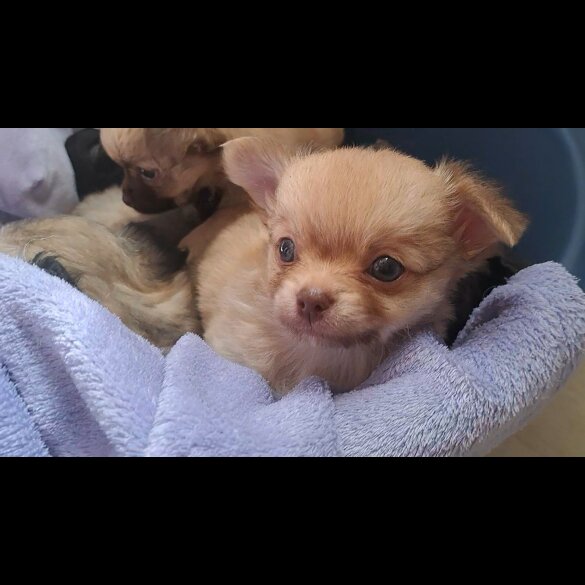 Chihuahua - Both