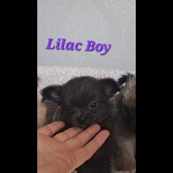 Chihuahua - Both