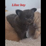 Chihuahua - Both