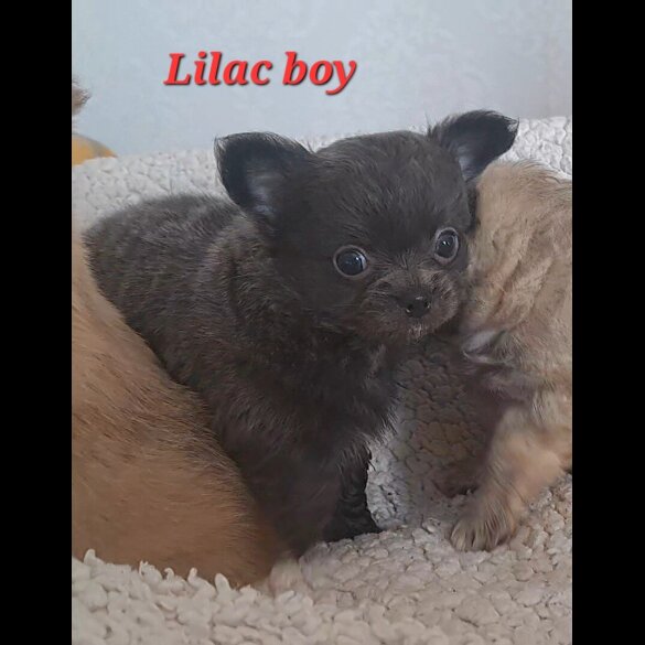 Chihuahua - Both