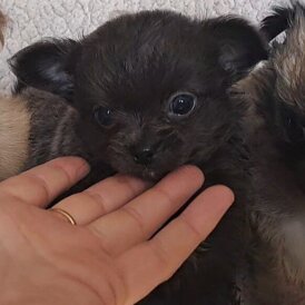 Chihuahua - Both