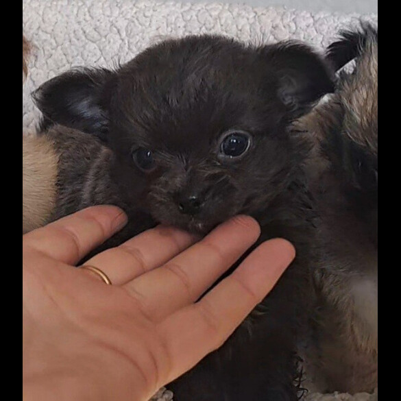 Chihuahua - Both