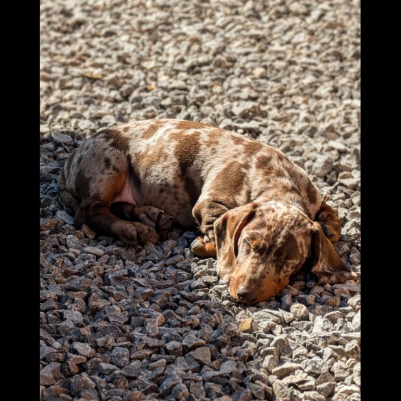 Dachshund (Smooth Haired)