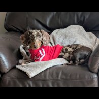 Dachshund (Smooth Haired)