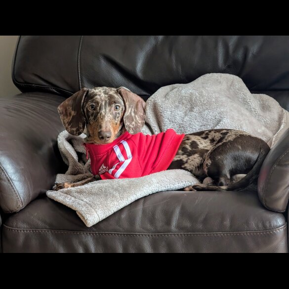 Dachshund (Smooth Haired)