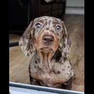 Dachshund (Smooth Haired)