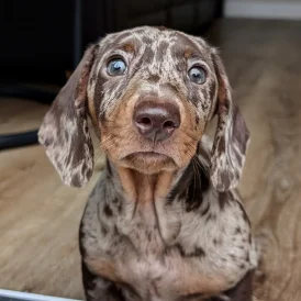 Dachshund (Standard &amp; Miniature)