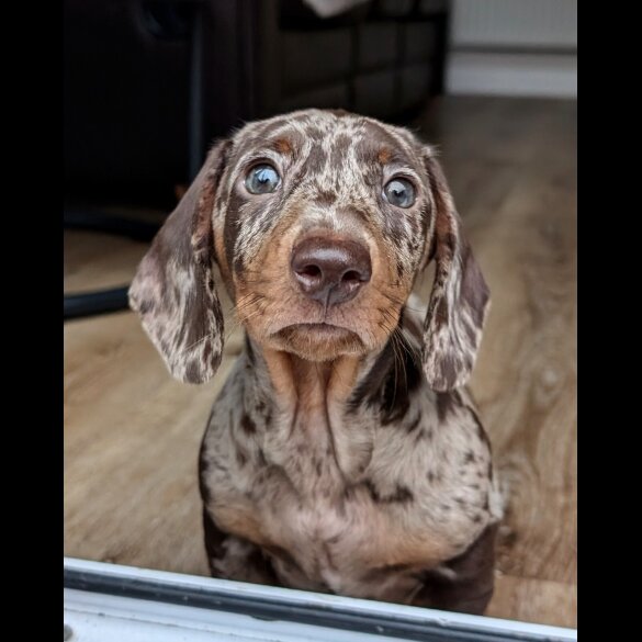 Dachshund (Smooth Haired)