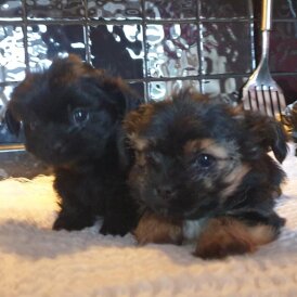 Chorkie - Bitches