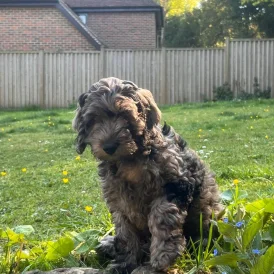 Cockapoo - Dogs