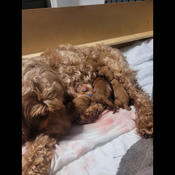 Cockapoo - Both